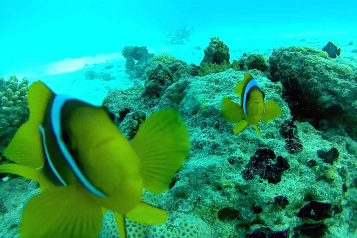 Hurghada Diving trips